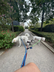 Photo de galerie - Promenade sur la coulé verte
