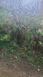 Photo de galerie - Avant travaux