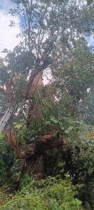 Photo de galerie - Taillage 
