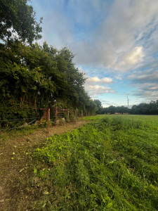 Photo de galerie - Tonte de pelouse - Débroussaillage