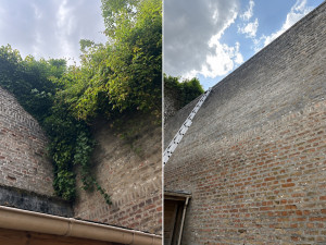 Photo de galerie - Retrait de végétaux 