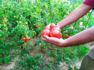 Photo de galerie - Récolte tomates potager