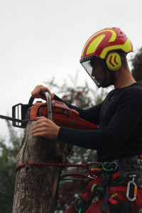 Photo de galerie - Démontage d'un frêne
