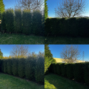 Photo de galerie - Taille de haies et d'arbustes