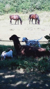 Photo de galerie - Garde animaux