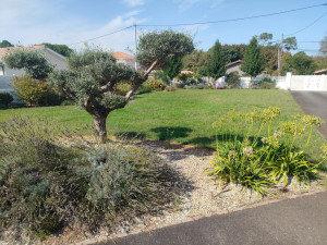 Photo de galerie - Tonte de pelouse - Débroussaillage