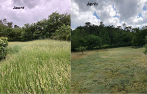 Photo de galerie - Tonte de pelouse - Débroussaillage