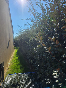 Photo de galerie - Taille de haies et d'arbustes