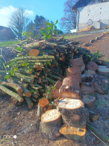 Photo de galerie - Une cinquantaine d'arbres à couper totalement...