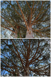 Photo de galerie - Nettoyage sanitaires et taille d'éclaircissement sur pin parasol (travaux réalisable sur tout type d'arbre). 