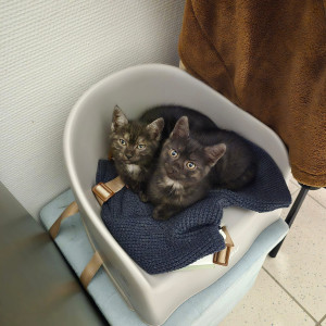 Photo de galerie - 2 sœurs inséparables qui on été adopté ?❤️