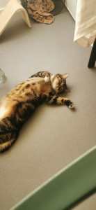 Photo de galerie - Zelda est une jeune chatte d’un an et demi, pleine d’énergie et de vie ! Un brin impulsive et toujours en mouvement, elle déborde de personnalité. 