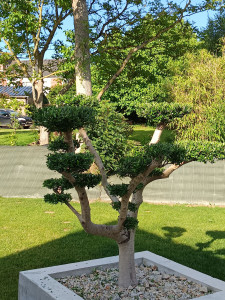 Photo de galerie - Taille 