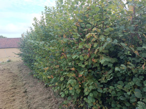 Photo de galerie - Taille de haies et d'arbustes