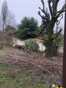 Photo de galerie - Elagage et coupe d'arbres