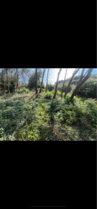 Photo de galerie - Tonte de pelouse - Débroussaillage