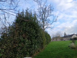 Photo de galerie - Taille de haies et d'arbustes