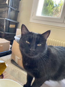 Photo de galerie - Garde chat