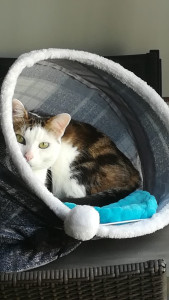 Photo de galerie - Népoin notre chat