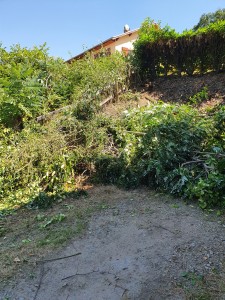Photo de galerie - Débroussaillement et coupe d'arbres 