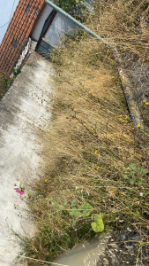 Photo de galerie - Tonte de pelouse - Débroussaillage