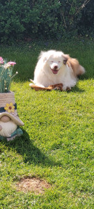 Photo de galerie - Garde chien 