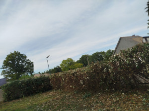 Photo de galerie - Taille de haies et d'arbustes