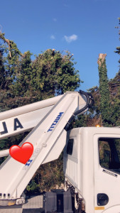 Photo de galerie - Elagage et coupe d'arbres