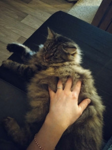 Photo de galerie - Un bonheur de garder cette minette
