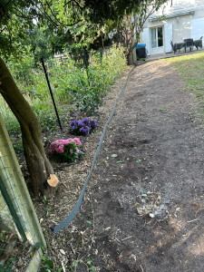 Photo de galerie - Arrachage de la haie plus plantation 