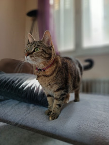 Photo de galerie - Shaki pendant 4 jours à notre domicile 