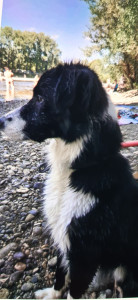 Photo de galerie - Retraitée disponible ,présente garde petit chien à mon domicile 
