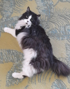 Photo de galerie - 1 des chats que je garde régulièrement !