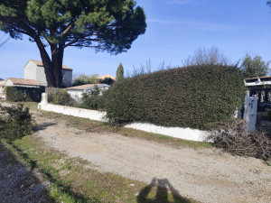 Photo de galerie - Taille de haies et d'arbustes