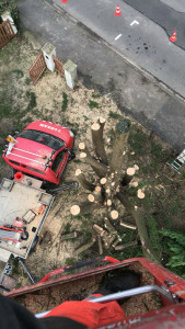 Photo de galerie - Elagage et coupe d'arbres