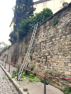 Photo de galerie - Taille de haie en hauteur 