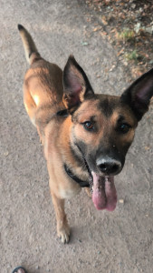 Photo de galerie - Garde chien