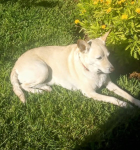 Photo de galerie - Garde de vos chiens, chats et nacs