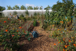 Photo de galerie - Exemple d'aménagement de potager en permaculture