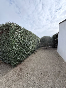 Photo de galerie - Taille d’un olivier ainsi que de la haie