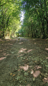 Photo de galerie - Balade foret