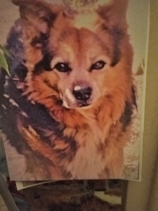 Photo de galerie - Garde chien