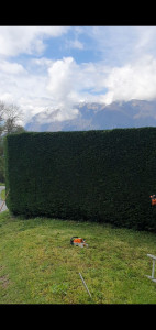 Photo de galerie - Taille de haie cyprès 