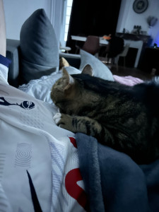 Photo de galerie - J’ai un chat chez moi, je sais m’en occuper n’ayez aucune crainte envers cela.