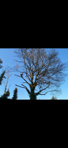 Photo de galerie - Elagage chêne de 22m contre un batiment .