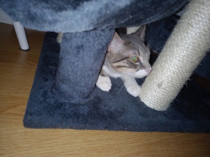 Photo de galerie - Garde chat