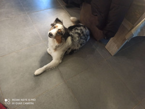 Photo de galerie - Très bon chien sont je suis la nounou