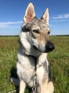 Photo de galerie - Chien-loup tchécoslovaque