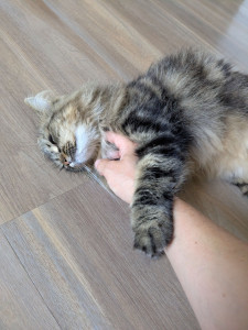 Photo de galerie - Garde chat