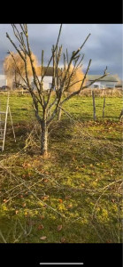 Photo de galerie - Taille d’un prunier 